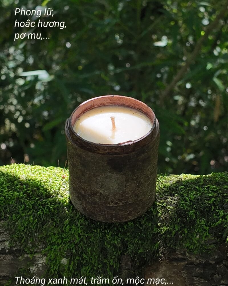 ZUNGZA cinnamon bark candle set among moss and ferns — Cinnamon candles for cold days